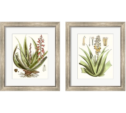 Antique Aloe 2 Piece Framed Art Print Set