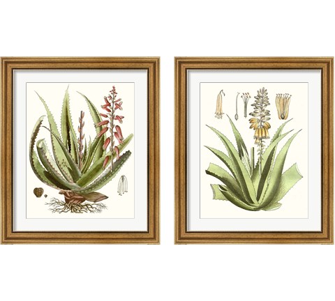 Antique Aloe 2 Piece Framed Art Print Set