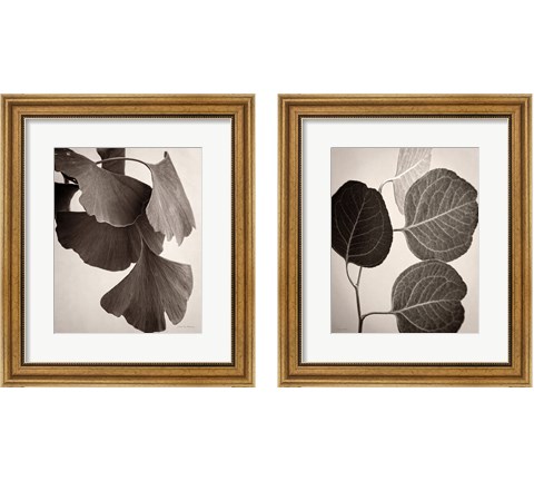 Eucalyptus Sepia 2 Piece Framed Art Print Set by Debra Van Swearingen