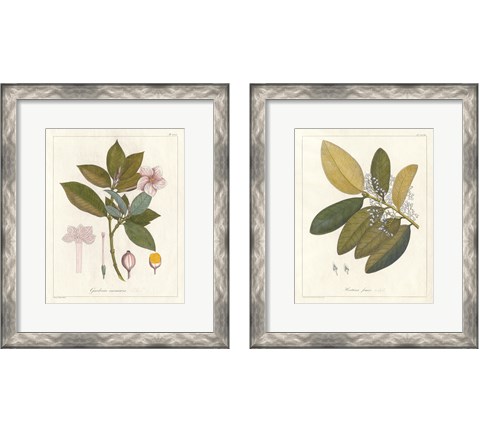Botanical Gardenia 2 Piece Framed Art Print Set by Wild Apple Portfolio