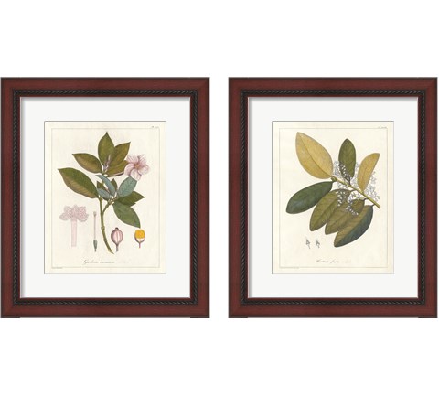 Botanical Gardenia 2 Piece Framed Art Print Set by Wild Apple Portfolio