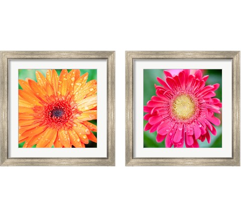 Mixed Gerbera 2 Piece Framed Art Print Set by Susan Bryant