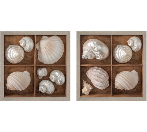 Seashells Treasures 2 Piece Framed Art Print Set by Assaf Frank