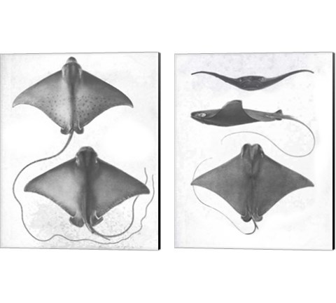 Grey-Scale Stingrays 2 Piece Canvas Print Set by Studio W