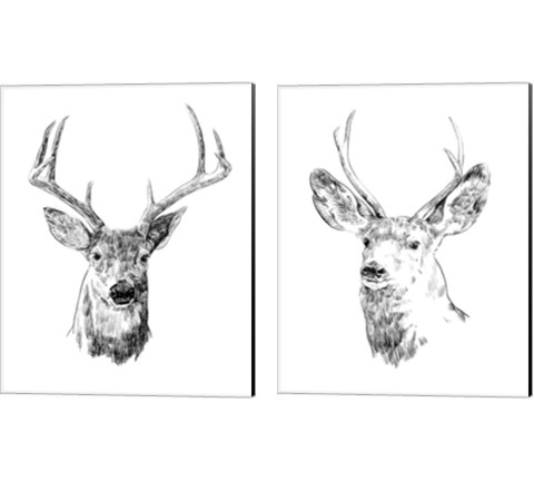 Young Buck Sketch 2 Piece Canvas Print Set by Emma Scarvey