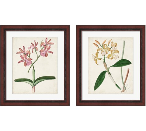 Orchid Pair 2 Piece Framed Art Print Set
