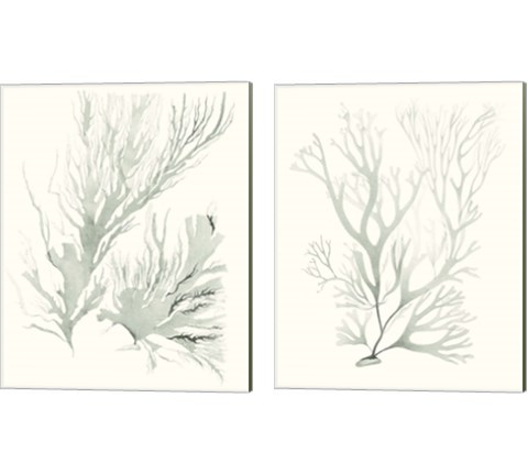 Sage Green Seaweed 2 Piece Canvas Print Set by Vision Studio