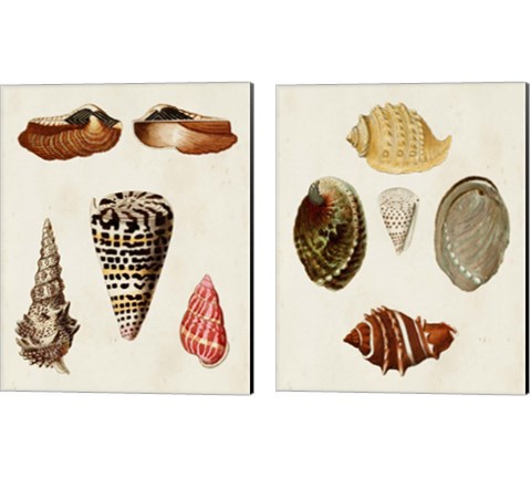 Knorr Shells 2 Piece Canvas Print Set by George Wolfgang Knorr