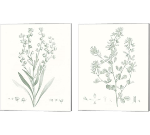 Botanical Study in Sage 2 Piece Canvas Print Set by Vision Studio