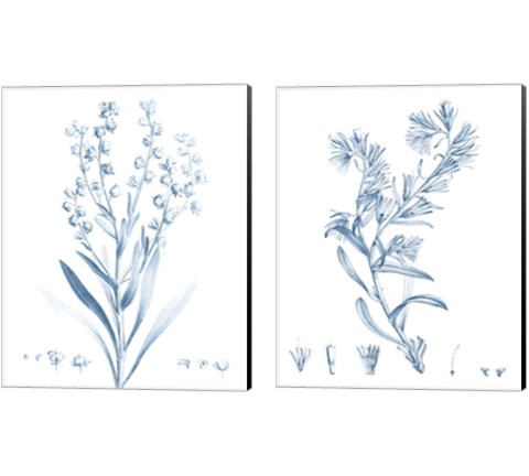 Antique Botanical in Blue 2 Piece Canvas Print Set by Vision Studio