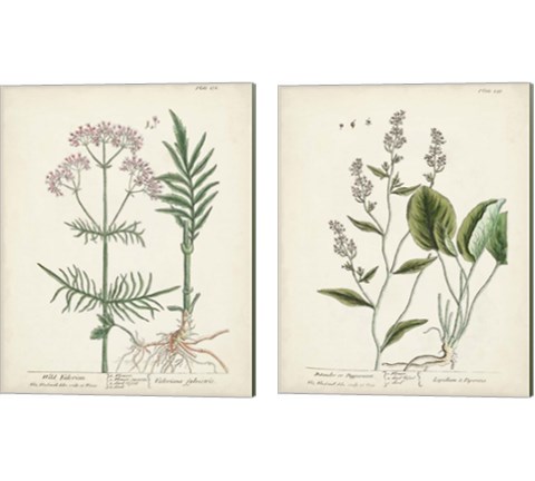 Antique Herbs 2 Piece Canvas Print Set