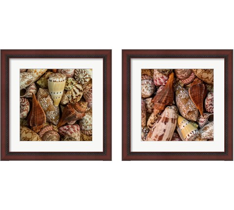 Mini Conch Shells 2 Piece Framed Art Print Set by Andy Amos