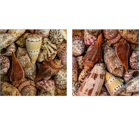Mini Conch Shells 2 Piece Art Print Set by Andy Amos
