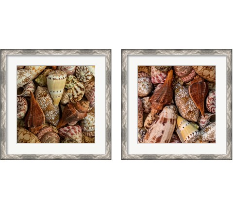 Mini Conch Shells 2 Piece Framed Art Print Set by Andy Amos