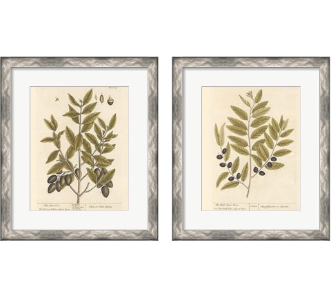 Olive Branch 2 Piece Framed Art Print Set by Wild Apple Portfolio