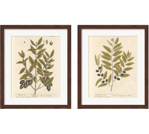 Olive Branch 2 Piece Framed Art Print Set by Wild Apple Portfolio
