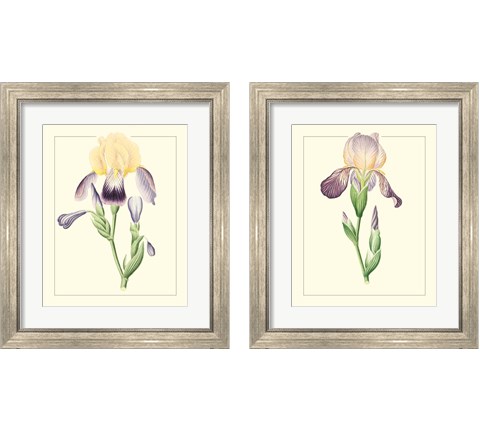 Purple Irises 2 Piece Framed Art Print Set