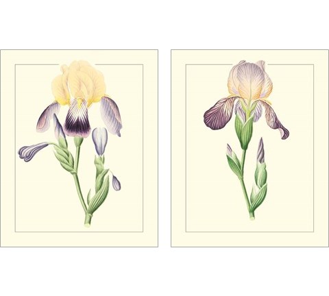 Purple Irises 2 Piece Art Print Set