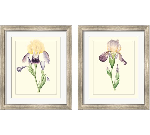 Purple Irises 2 Piece Framed Art Print Set