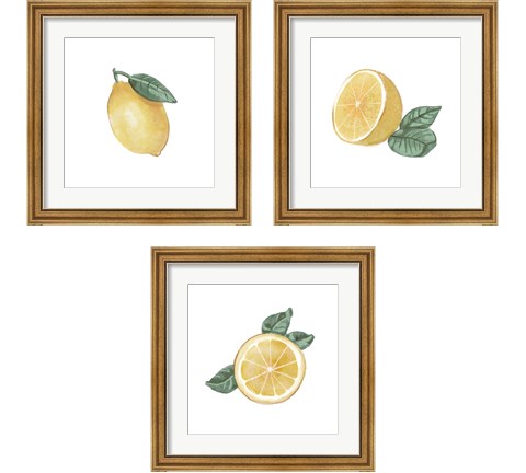 Citrus Limon 3 Piece Framed Art Print Set by Bannarot