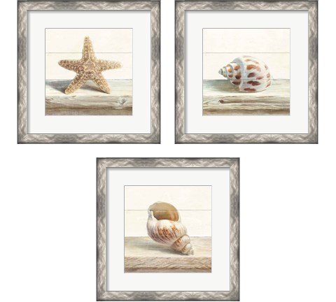 Driftwood Shell 3 Piece Framed Art Print Set by Danhui Nai