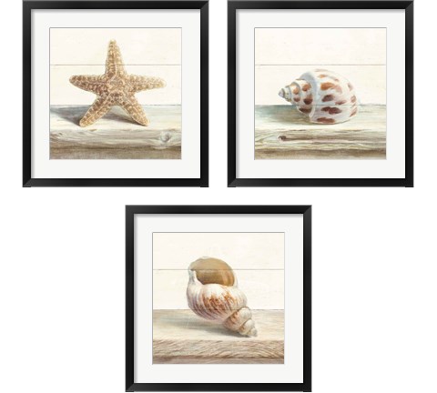 Driftwood Shell 3 Piece Framed Art Print Set by Danhui Nai