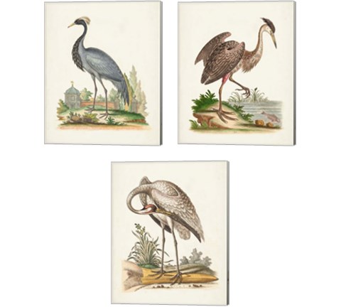 Antique Heron & Cranes 3 Piece Canvas Print Set by George Edwards