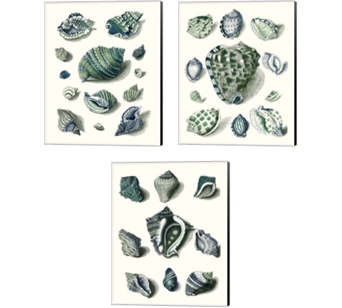 Celadon Shells 3 Piece Canvas Print Set by Vision Studio