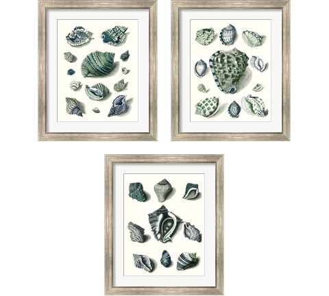 Celadon Shells 3 Piece Framed Art Print Set by Vision Studio