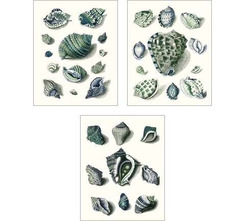 Celadon Shells 3 Piece Art Print Set by Vision Studio