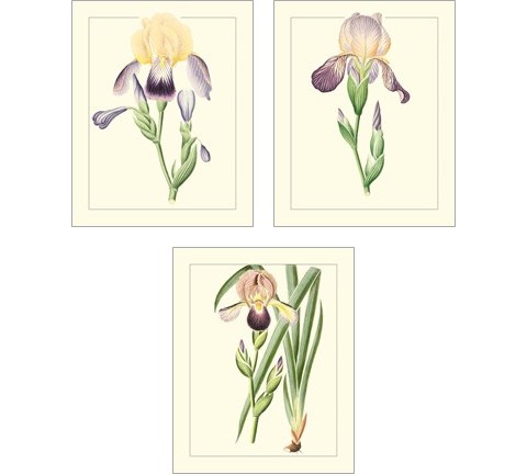 Purple Irises 3 Piece Art Print Set