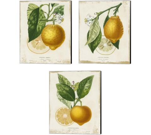 French Lemon 3 Piece Canvas Print Set by Studio W