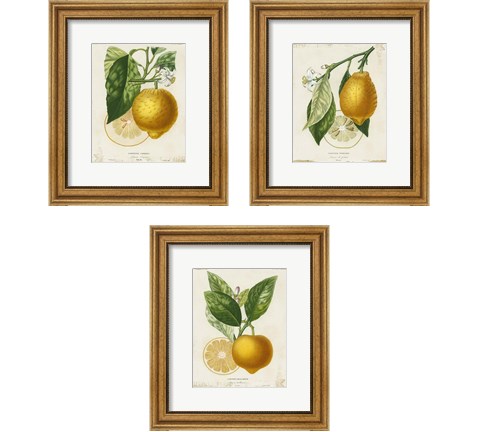 French Lemon 3 Piece Framed Art Print Set by Studio W
