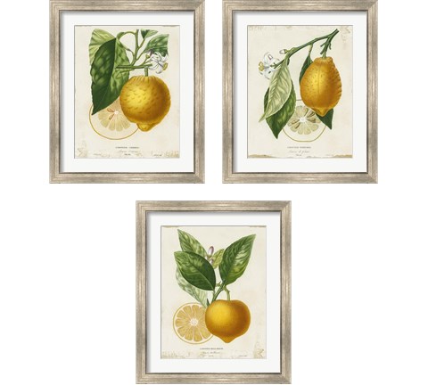 French Lemon 3 Piece Framed Art Print Set by Studio W