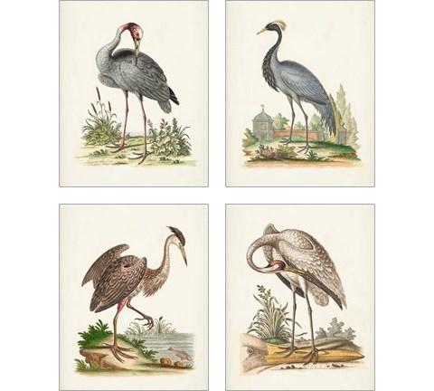 Antique Heron & Cranes 4 Piece Art Print Set by George Edwards
