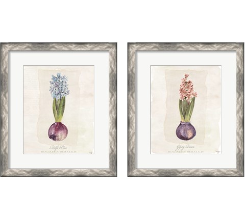 Hyacinthus Orientalis 2 Piece Framed Art Print Set by Mollie B.