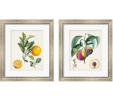 Vintage Fruit 2 Piece Framed Art Print Set by Pierre-Antoine Poiteau