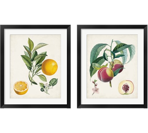 Vintage Fruit 2 Piece Framed Art Print Set by Pierre-Antoine Poiteau