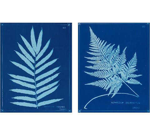 Cyanotype Ferns 2 Piece Art Print Set