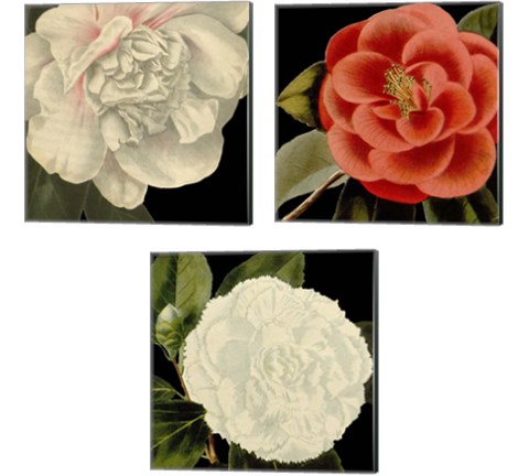 Dramatic Camellia 3 Piece Canvas Print Set by Vision Studio