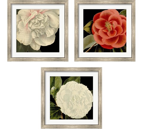 Dramatic Camellia 3 Piece Framed Art Print Set by Vision Studio