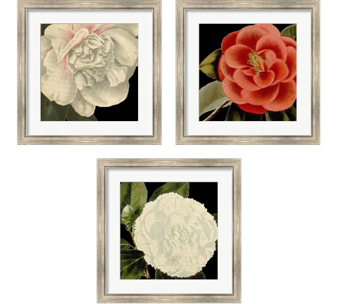 Dramatic Camellia 3 Piece Framed Art Print Set by Vision Studio
