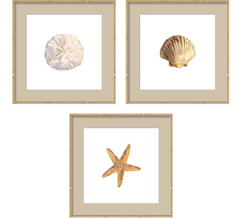 Oceanum Shells White 3 Piece Framed Art Print Set by Tara Reed