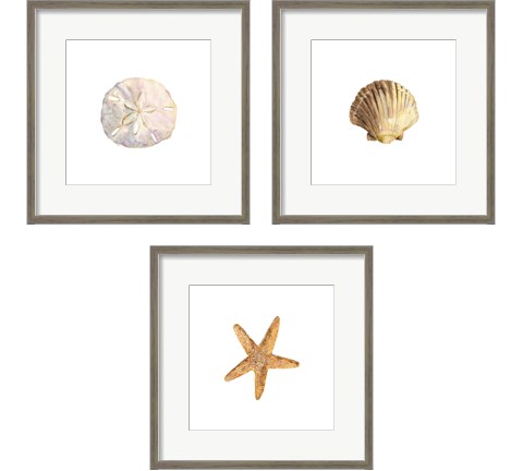 Oceanum Shells White 3 Piece Framed Art Print Set by Tara Reed