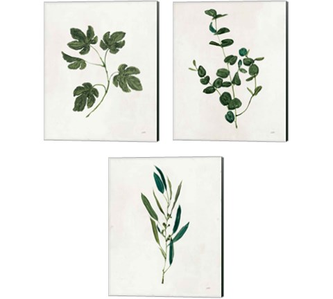 Botanical Study Greenery 3 Piece Canvas Print Set by Julia Purinton