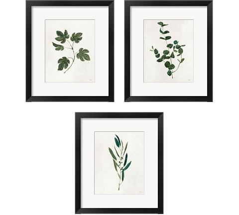 Botanical Study Greenery 3 Piece Framed Art Print Set by Julia Purinton