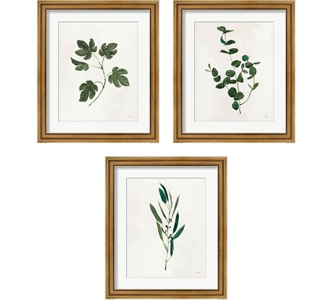 Botanical Study Greenery 3 Piece Framed Art Print Set by Julia Purinton