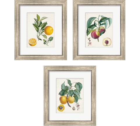 Vintage Fruit 3 Piece Framed Art Print Set by Pierre-Antoine Poiteau