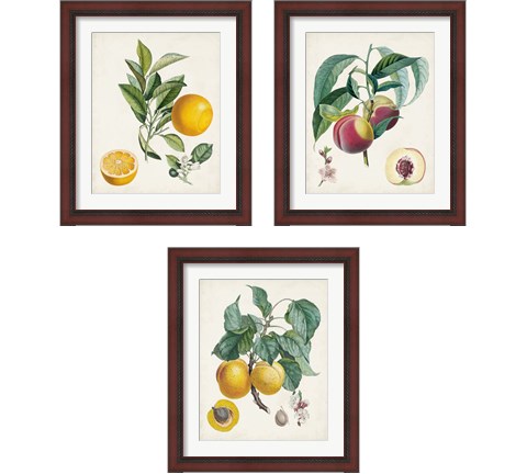 Vintage Fruit 3 Piece Framed Art Print Set by Pierre-Antoine Poiteau