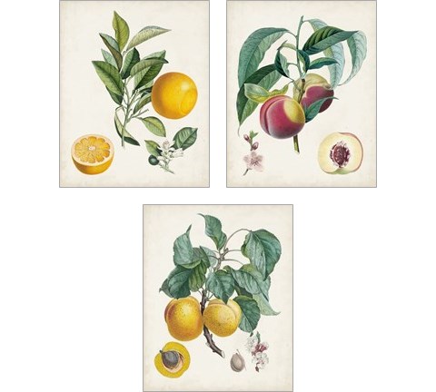 Vintage Fruit 3 Piece Art Print Set by Pierre-Antoine Poiteau